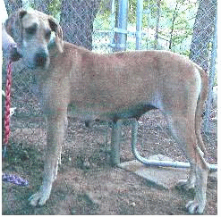 Shelby after being rescued